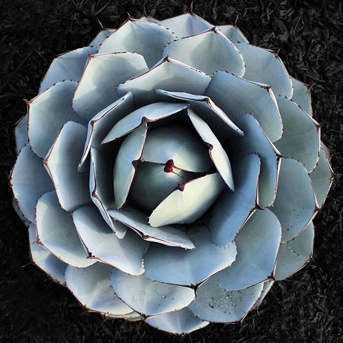 绿植龙舌兰盆栽多肉植物