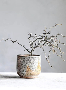 植物员外 弯曲龙一物一拍 精品龙树科观赏造型组合盆栽多肉植物