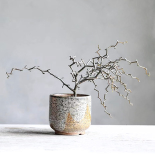 植物员外 弯曲龙一物一拍 精品龙树科观赏造型组合盆栽多肉植物