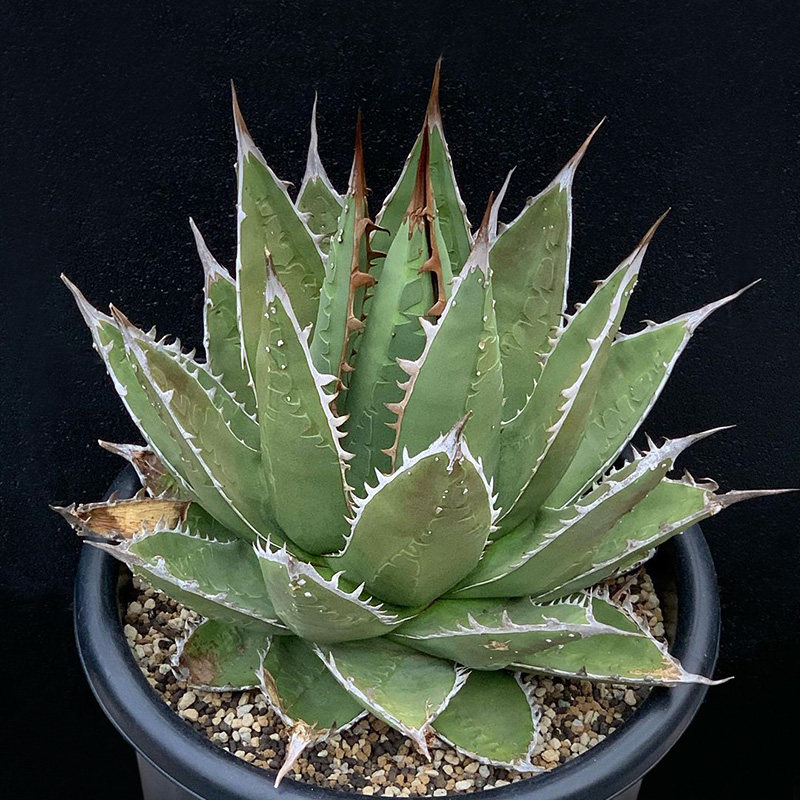 植物员外 背刺帝释天agave ghiesbreghti 龙舌兰沙漠园艺多肉绿植