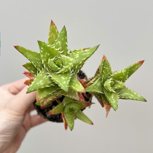 阳台虎牙翡翠殿群生芦荟一物一拍