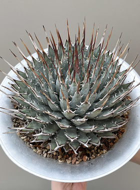 植物员外 妖炎Agave utahensis一物一拍 龙舌兰多肉组合盆栽