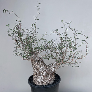 植物员外 象足漆树Operculicarya pachypus一物一拍 块根多肉