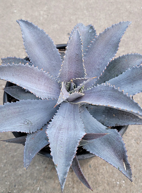 植物员外 银狐Mangave silver fox一物一拍 血雨系龙舌兰绿植盆栽