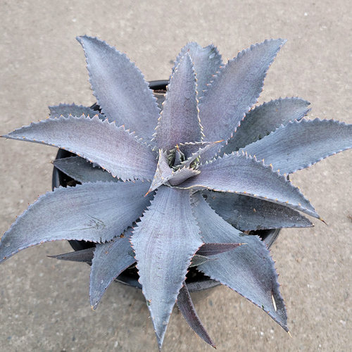 植物员外 银狐Mangave silver fox一物一拍 血雨系龙舌兰绿植盆栽
