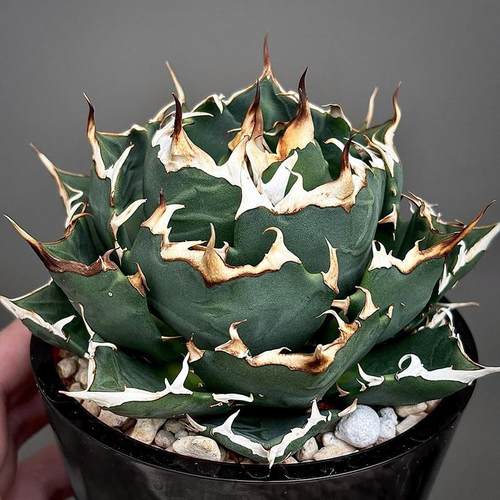 仁王冠龙舌兰多肉植物盆栽