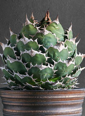 植物员外 宝珠Agave titanota FO076一物一拍 仁王冠龙舌兰盆栽