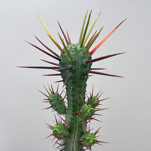 植物员外 赤焰麒麟Euphorbia enopla 稀有长刺大戟科仙人柱盆栽