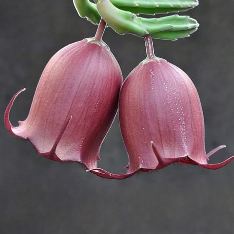 植物员外 钟楼阁Stapelia leendertziae 萝藦科多肉植物萝藦盆栽 鲜花速递/花卉仿真/绿植园艺 多肉植物 原图主图