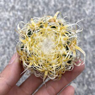 植物员外 卷刺狂刺金琥一物一拍 稀有强刺仙人球金虎多肉组合盆