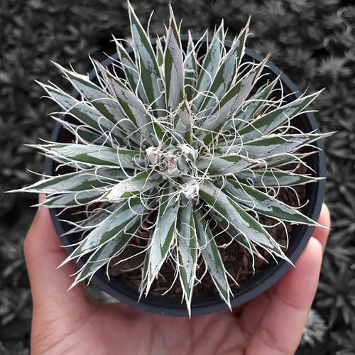 植物员外 超白姬树冰一物一拍 非普通树冰稀有龙舌兰阳台绿植盆栽