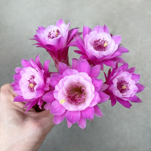 奥拓易开花爆花黄金钮仙人球