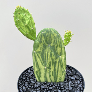 植物员外 稀有无刺仙人掌桌面盆栽多肉植物 大理石锦团扇一物一拍