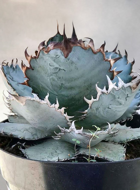 植物员外 狮鬃Agave lion mane一物一拍龙舌兰蓝底强刺仁王冠盆栽