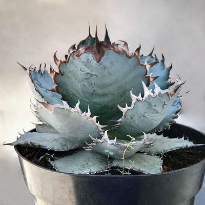 植物员外 狮鬃Agave lion mane一物一拍龙舌兰蓝底强刺仁王冠盆栽