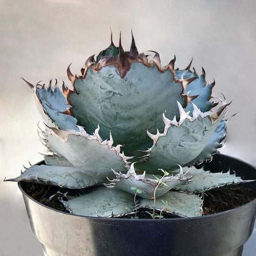 植物员外 狮鬃Agave lion mane一物一拍龙舌兰蓝底强刺仁王冠盆栽