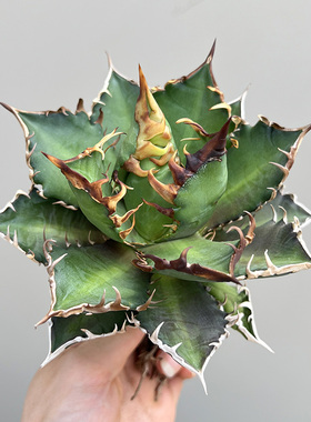 植物员外 红猫仁王冠Agave redcat weazle 赤猫严龙精品龙舌兰