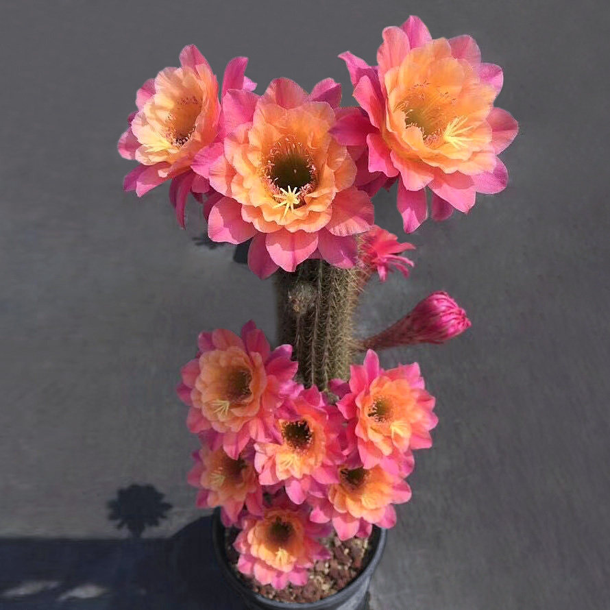 植物员外 时光毛花柱金纽一物一拍 易开花爆花大花阳台仙人球多肉