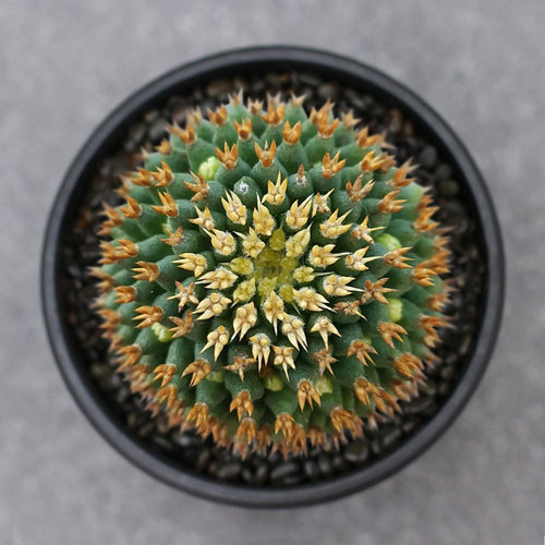 阳台短豪刺琴丝丸粗短刺仙人球