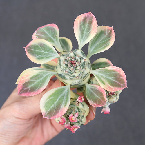 将军阁白锦大戟科多肉植物