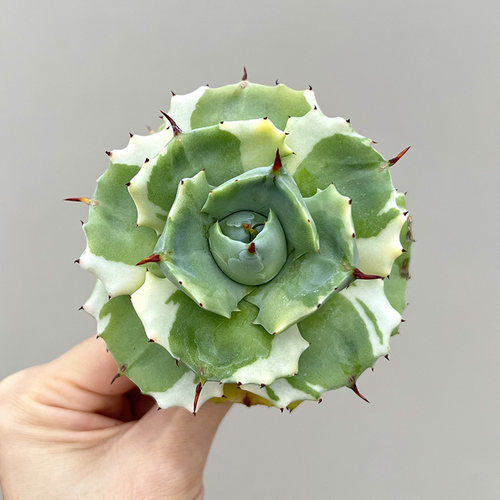 奶油王妃雷神覆轮锦龙舌兰多肉