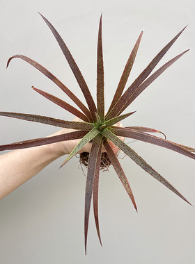 植物员外 雨夜mangave bad hair day一物一拍 血雨龙舌兰多肉盆栽