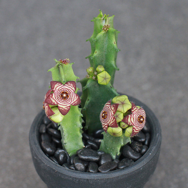 植物员外 欧洲水牛角caralluma europaea一物一拍 萝藦科多肉盆栽