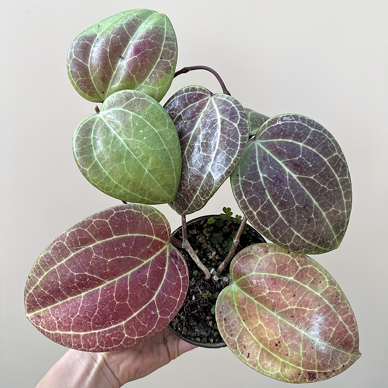 植物员外秘密球兰Hoya Sp Sarawak一物一拍大叶变色爬藤垂吊盆栽-封面