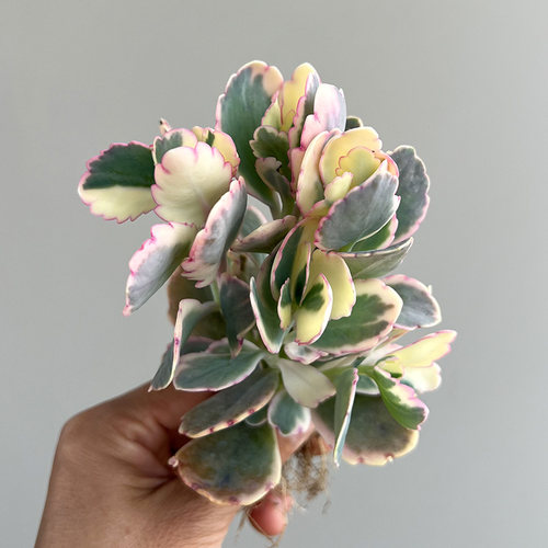 植物员外 蝴蝶之舞玉吊钟锦群生 伽蓝菜属阳台多肉植物组合盆栽