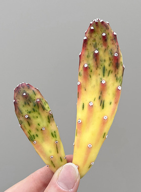 植物员外 冰淇淋团扇锦Sunburst 橙黄色稀有仙人掌多肉组合盆栽