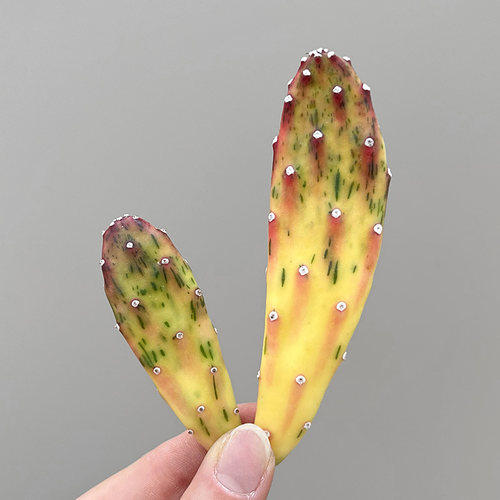 阳台冰淇淋团扇锦橙黄色仙人掌