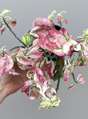 植物员外 卷叶红雀珊瑚锦 稀有彩叶可垂吊绿植地被多肉组合盆栽