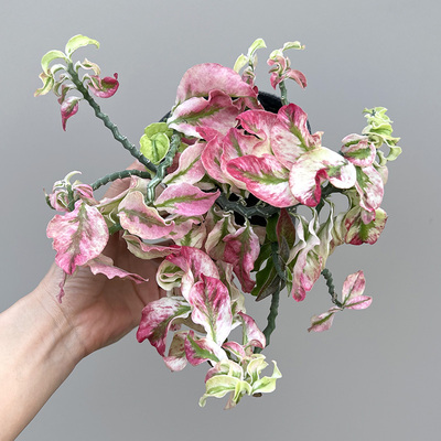 卷叶红雀珊瑚锦彩叶垂吊多肉盆栽