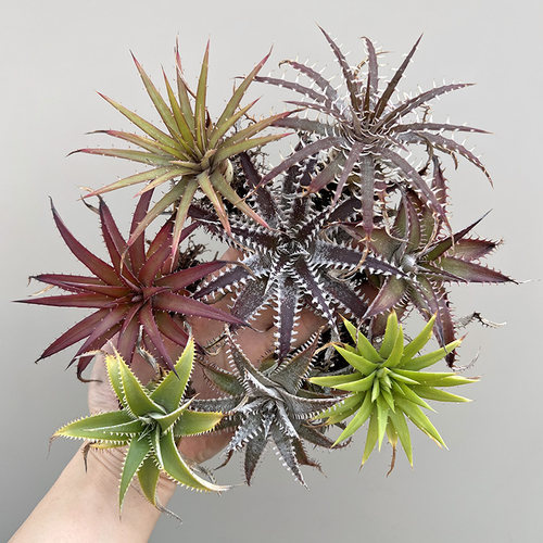 沙漠凤梨耐热耐旱多肉