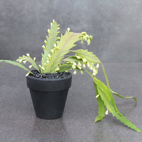 孔雀翎昙花稀有品种室内绿植