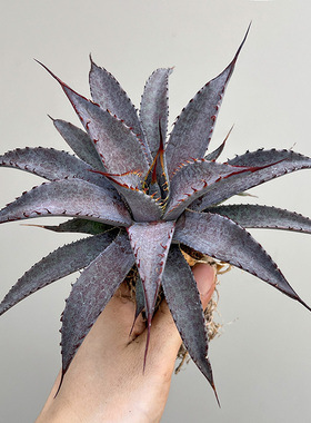 植物员外 牙仙子mangave toothfairy一物一拍 血雨龙舌兰多肉盆栽