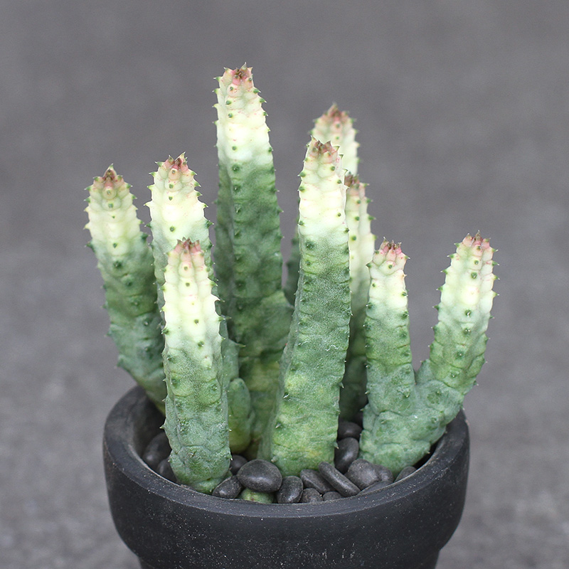 植物员外波纹剑龙角huernia Thuretii 粉白季节锦夏秋变色萝藦科 植物员外dr Plant 淘优券