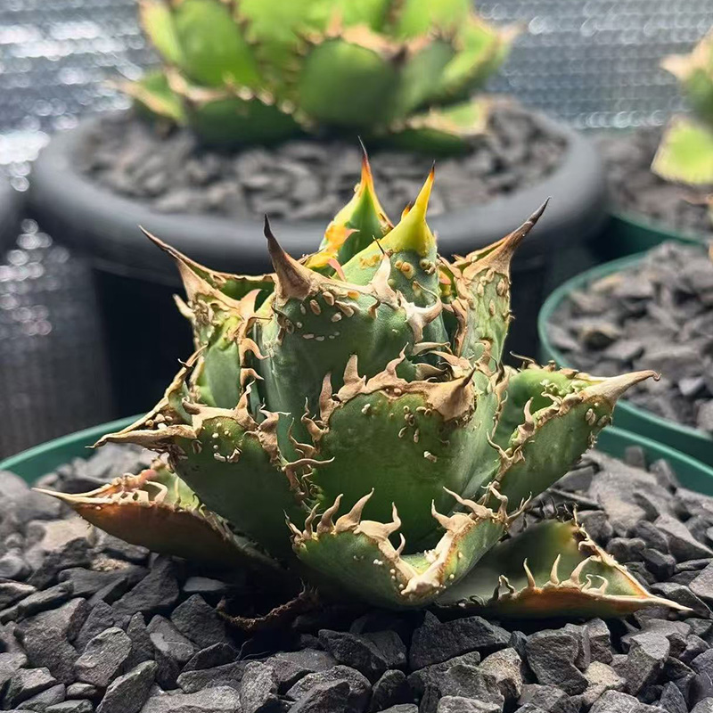 植物员外 豆豆龙一物一拍 仁王冠系列龙舌兰阳台绿植组合盆栽