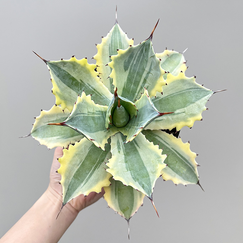 植物员外 怒雷神锦龙舌兰一物一拍 庭院沙生绿植多肉植物组合盆栽
