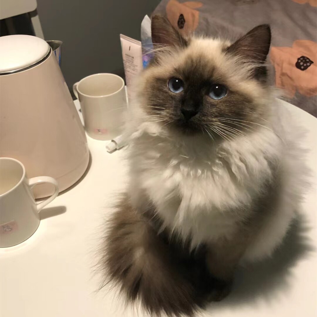 纯种布偶猫重点色长毛猫手套海双英长猫咪活蓝瞳海双活体幼崽奶猫