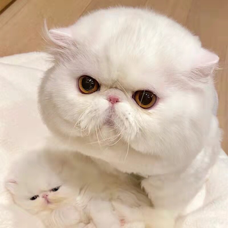 加菲猫宠物猫幼崽纯种长毛小猫咪活物活幼体可爱纯白三花色包子脸