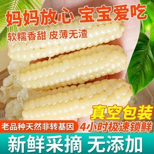 云南西双版纳拇指玉米手指小玉米儿童早餐即食版纳糯玉米真空包装