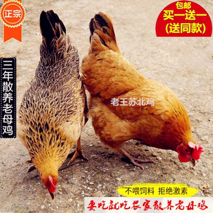 正宗土鸡农家老母鸡散养2年月子鸡走地鸡家养跑山鸡公鸡草鸡柴鸡