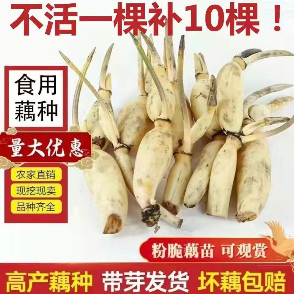 食用藕种苗粉藕脆藕浅水藕深水藕家庭荷花盆栽大型观赏池塘连莲藕 鲜花速递/花卉仿真/绿植园艺 水生植物 原图主图