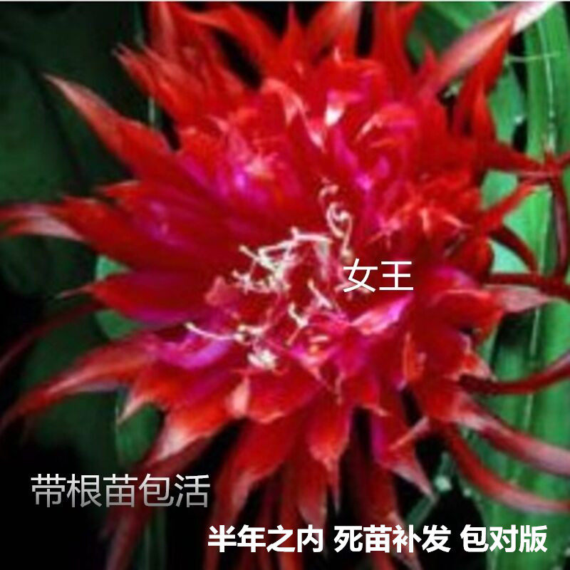 新品进口令箭荷花女王大结局带根苗花花公子棉花糖多瓣包对版包邮