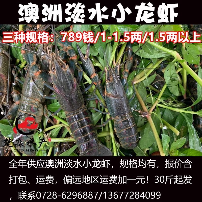 澳洲淡水龙虾小龙虾活体鲜活养殖澳龙蓝龙大龙虾红螯螯虾30斤