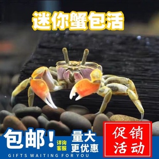 迷你辣椒蟹宠物蟹鱼缸水族除藻克深水饲养螃蟹淡水易养狗头鱼饲料