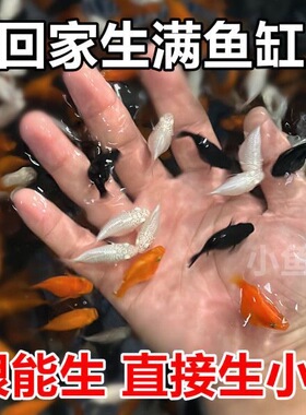 玛丽球鱼皮球鱼胎生鱼孔雀观背古法养鱼孔雀直接生鱼新手鱼好养活