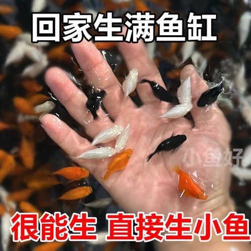 玛丽球鱼皮球鱼胎生鱼孔雀观背