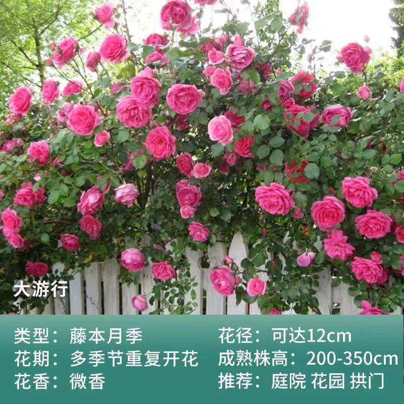 南阳月季爬墙大花丰华花多季开花